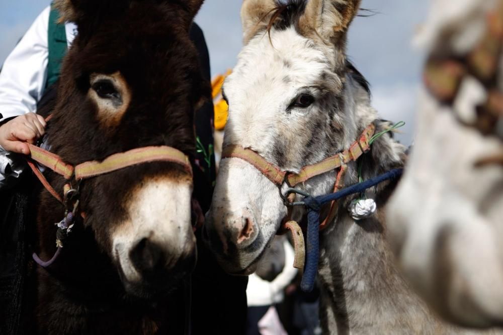 Carrera de cintas en burro en Molacillos.