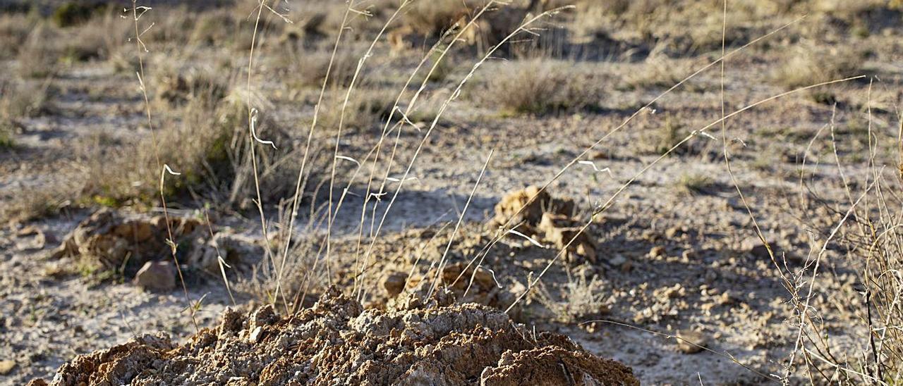 Terrenos alquilados por el consistorio para la instalación de la planta fotovoltaica. | PERALES IBORRA