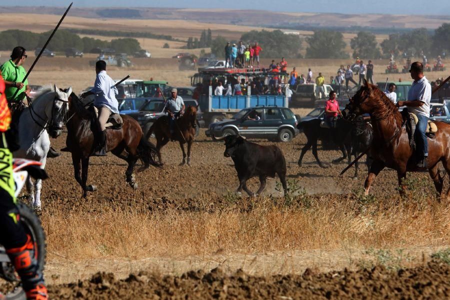 Encierro campero en Moraleja del Vino