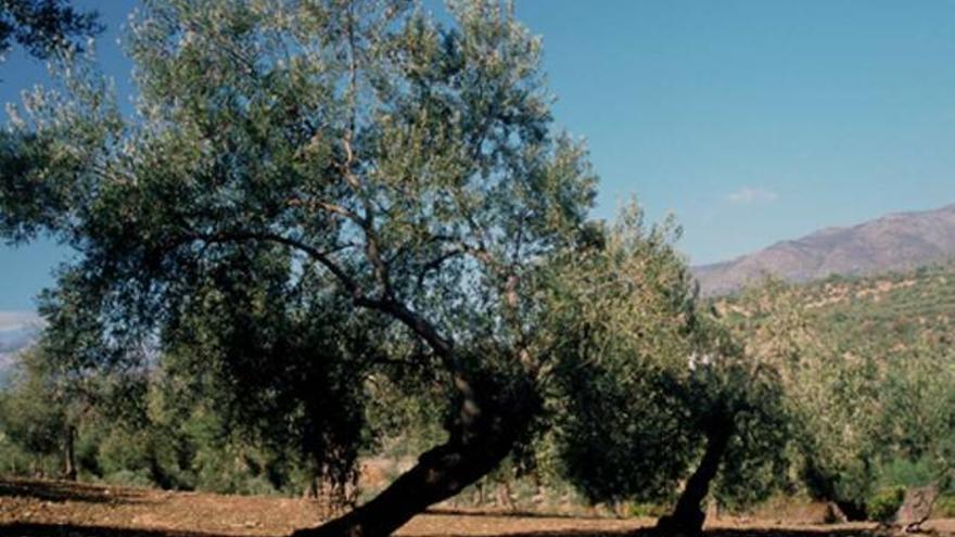 Plantación de olivos en Málaga.