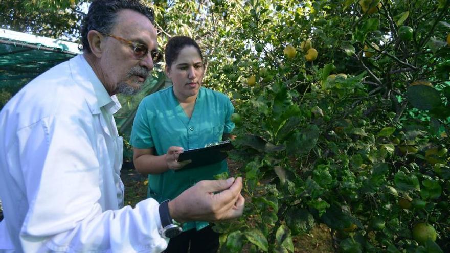 Areeiro advierte de que el calor propicia las plagas en viñas y frutales