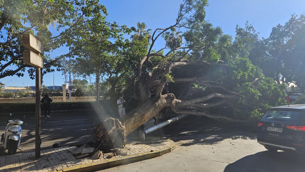 Árbol caído en el paseo marítimo Antonio Machado.