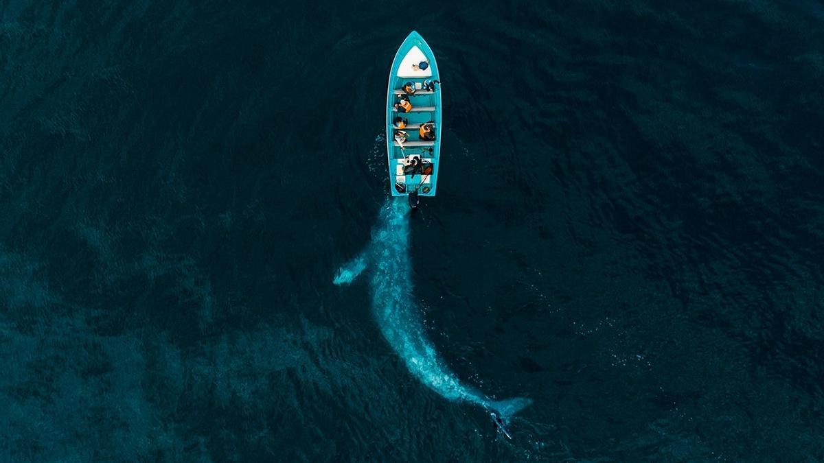 La ballena gris juega a empujar a los turistas
