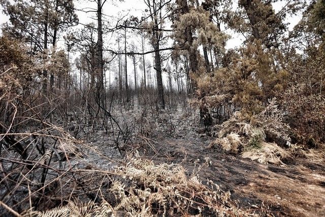 Zonas arrasadas por el incendio en el Norte de Tenerife