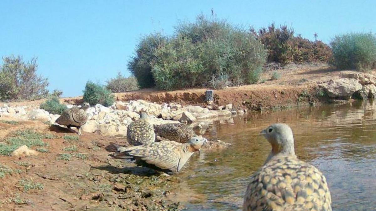 Un grupo de gangas ortegas bebiendo en la balsa construida en la Reserva. | | LP/DLP