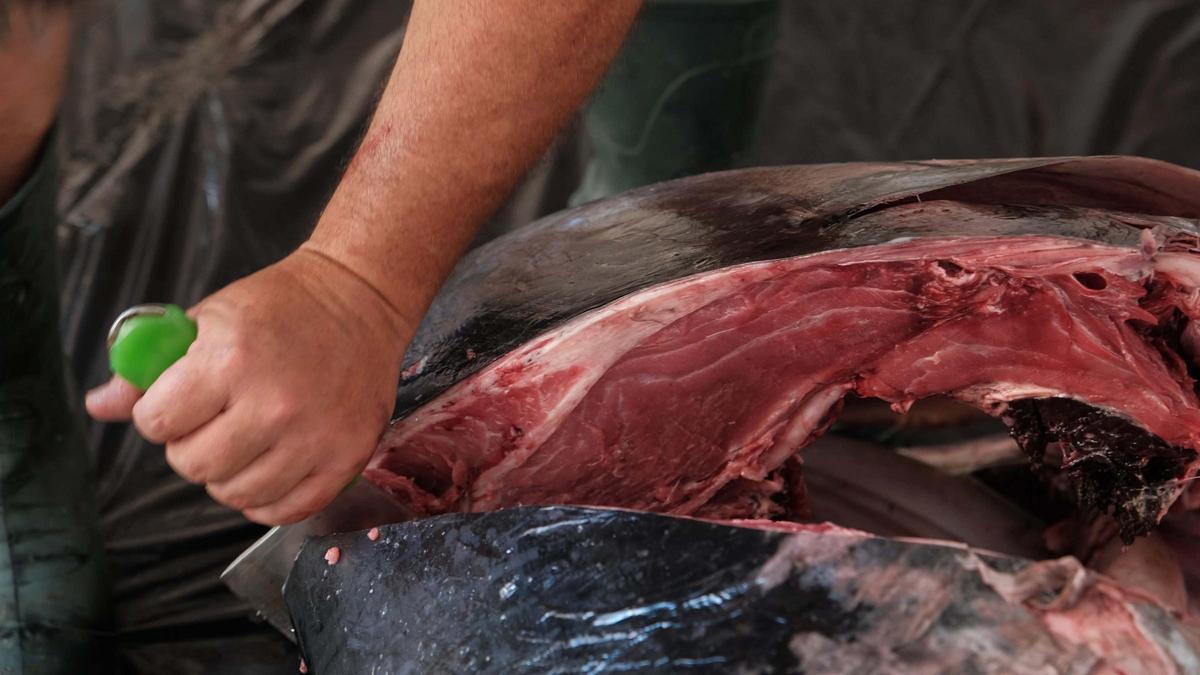 Toni March, pescador de Ibiza, captura un atún de 320 kilos