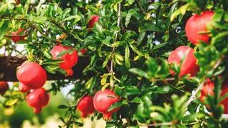 Los 3 árboles ideales para plantar en patios pequeños y que resisten el calor en España