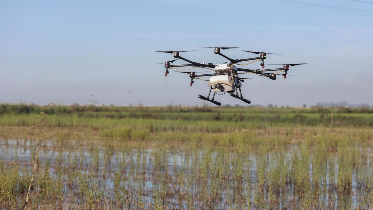 Un dron interviene en la campaña para el tratamiento contra los mosquitos que propagan el Virus del Nilo Occidental sobre un arrozal en La Puebla del Río, Sevilla