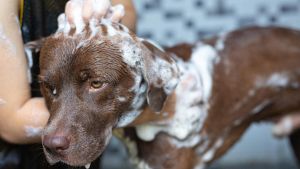 La forma correcta de limpiar las orejas a tu mascota