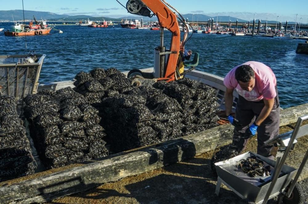 El cultivo de mejillón en Galicia.