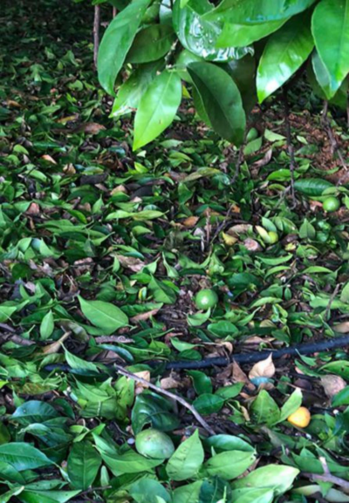 El campo acumula cinco episodios extremos con granizo en solo un mes