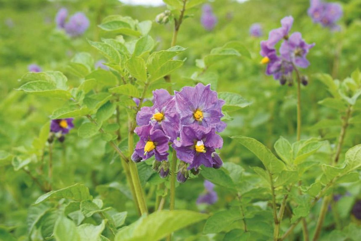 Flor de papa bonita.