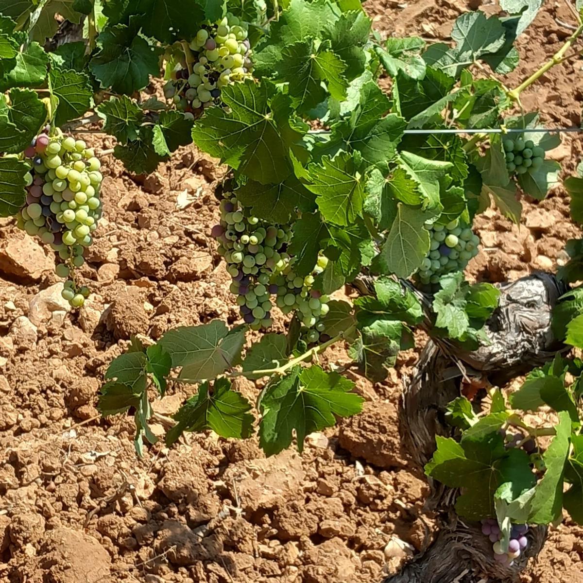 Viñedo en la comarca de Utiel-Requena, en una imagen de archivo.