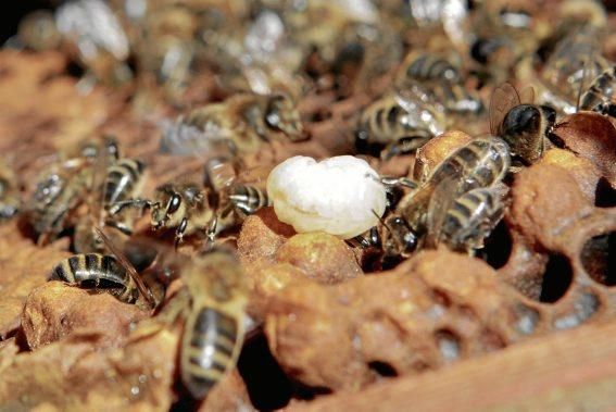 Pau Ixent Queralt und Biel Coll sind die einzigen Züchter von Bienenköniginnen auf der Insel. Ein Besuch auf den Wiesen von Son Berga bei Alaró