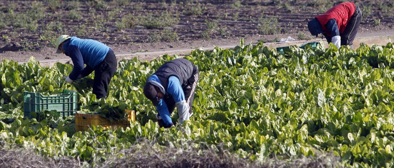 El sector agrario considera «inasumible» el alza del salario mínimo al disparar los costes