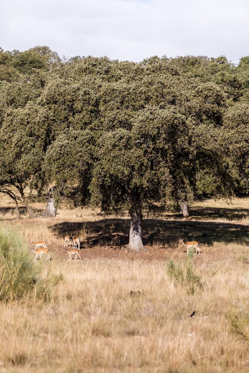 Ciervos en el Monte de El Pardo en Madrid