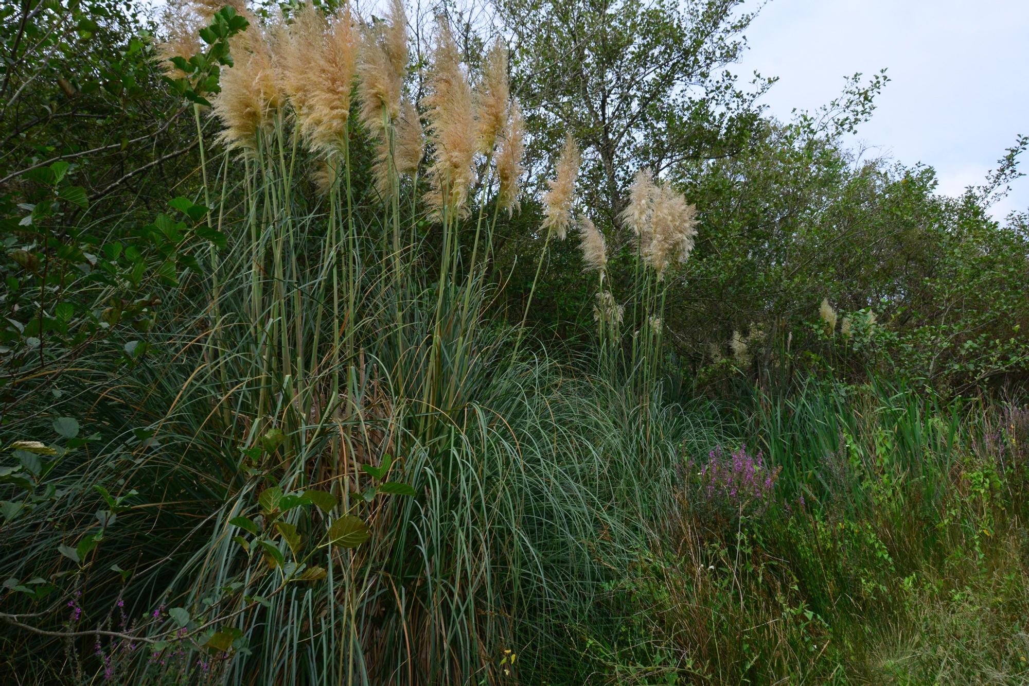 La hierba de la pampa, especie invasora en la Lagoa de Vilariño.