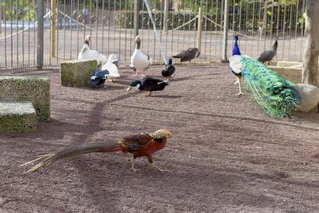 04-05-2016 TELDE. Nuevo espacio para aves en el parque de San Juan. Fotógrafo: ANDRES CRUZ