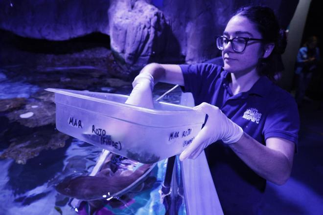El trabajo de los profesionales del Acuario de Gijón, que alcanza sus 20 años de actividad, en imágenes.