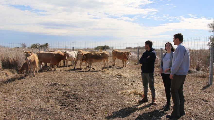 Torreblanca introducirá vacas en el Prat para prevenir incendios y desplazar a los jabalís