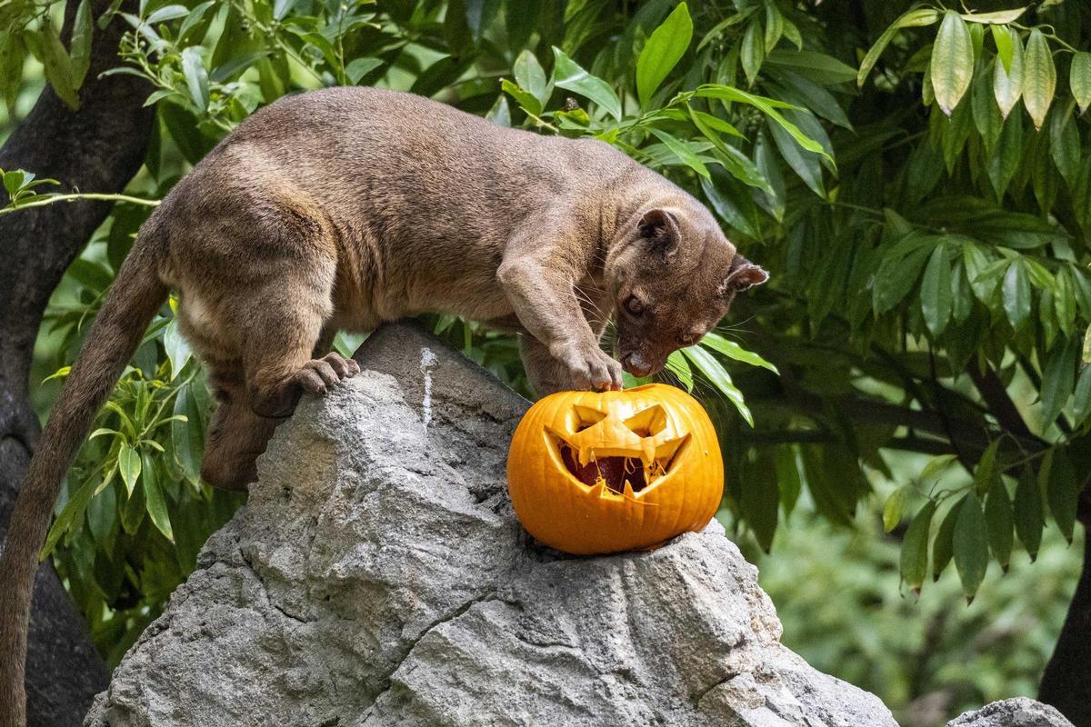 Una fosa encuentra el almuerzo en el interior de una calabaza