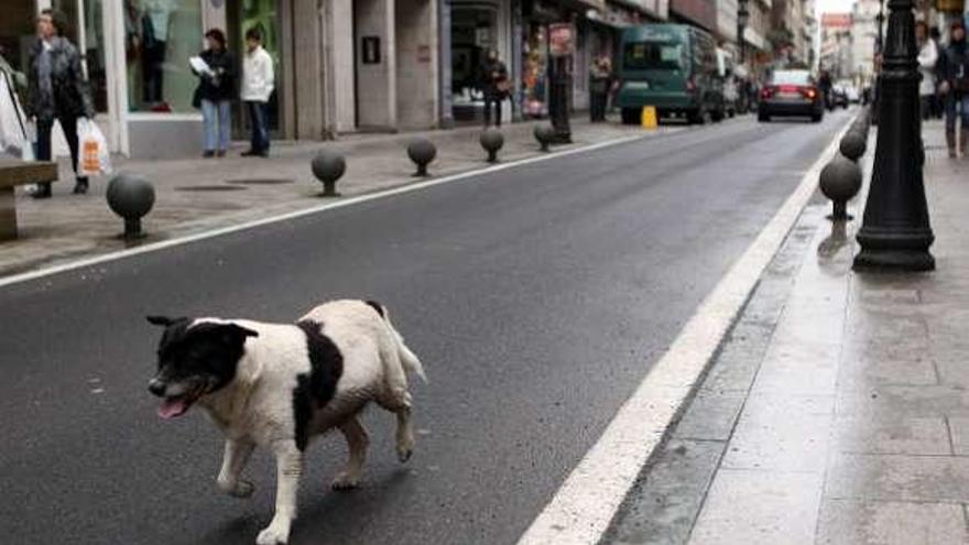 Perro vagando por una calle de A Estrada. // Bernabé/Luismy