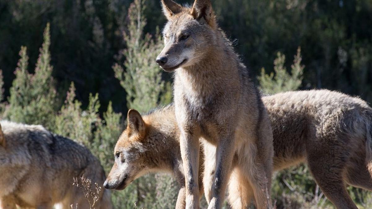 Imagen de archivo de una manada de lobos.