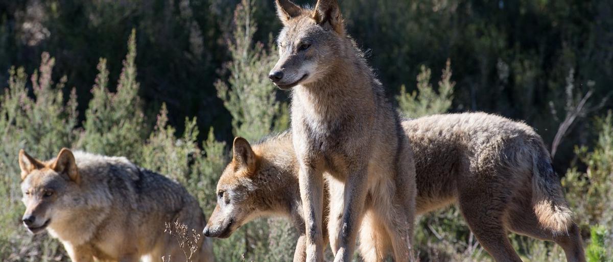 Imagen de archivo de una manada de lobos.