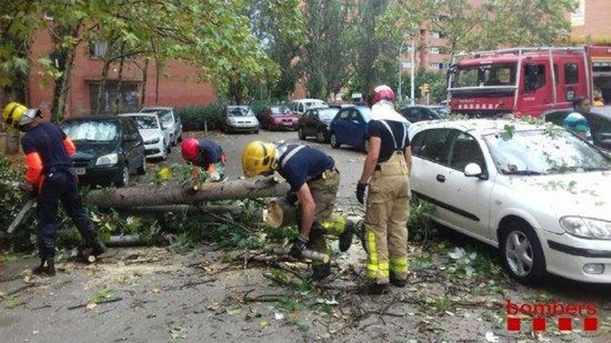 Un arbre ha caigut sobre diversos cotxes a Sabadell.