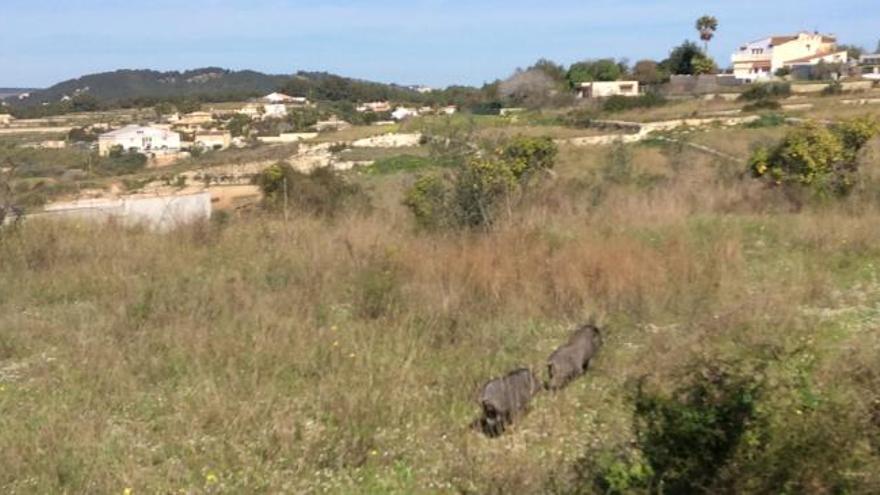 Puercos asiáticos a la carrera en la zona del Pou de la Font del Poble Nou de Benitatxell.