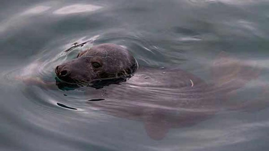 La foca, nadando en El Musel.