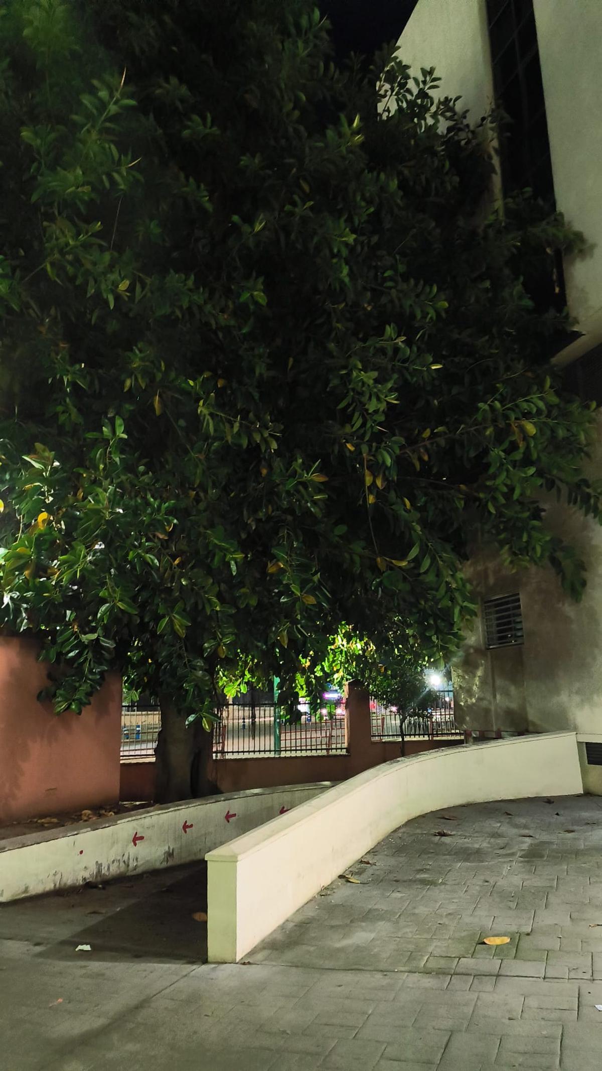 Ficus del interior del recinto