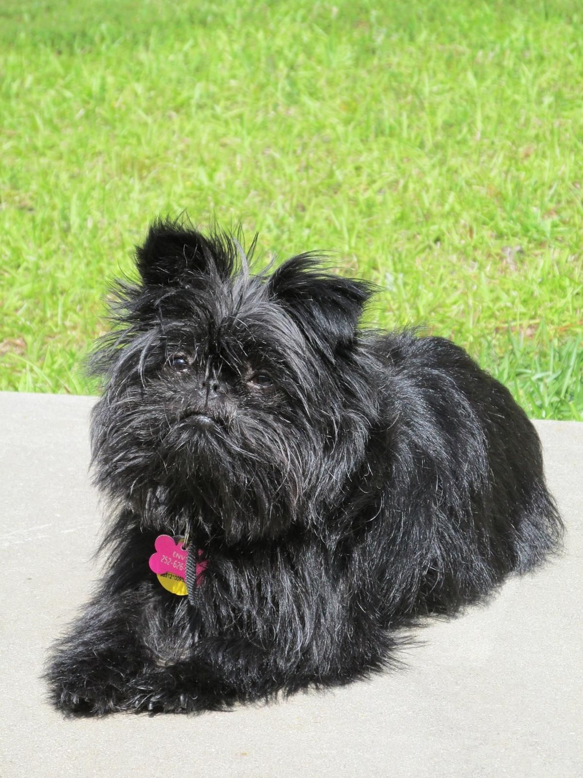 Affenpinscher.