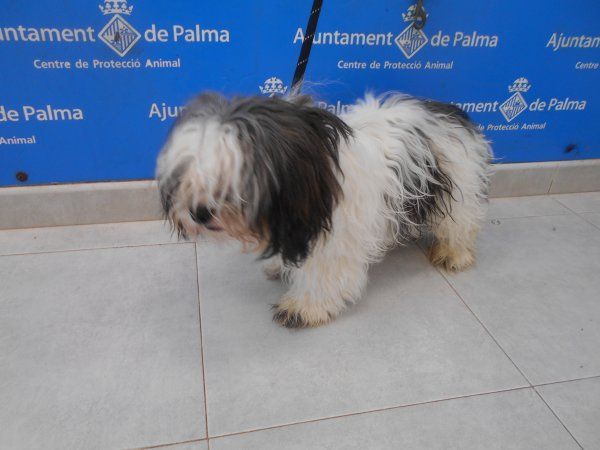 Diese 25 Hunde verschenkt die Stadt Palma de Mallorca