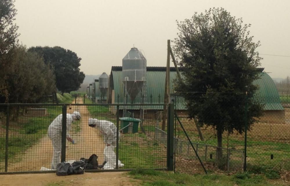 Inspectors en una granja propera a la que ha registrat un nou cas de grip aviària