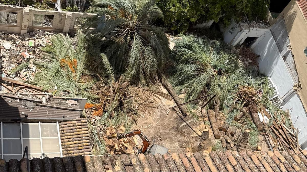 Las palmeras de los bloques 49 y 51 de la calle Turia, taladas