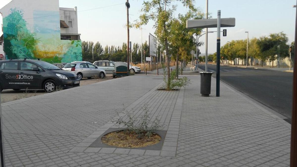 Alcorques vacíos en el Campo de la Verdad.