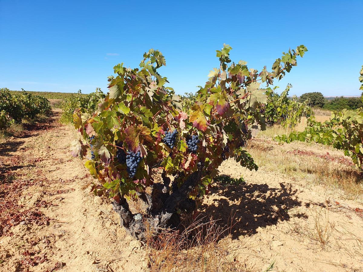 Viñedo de la variedad tempranillo en Corrales del Vino