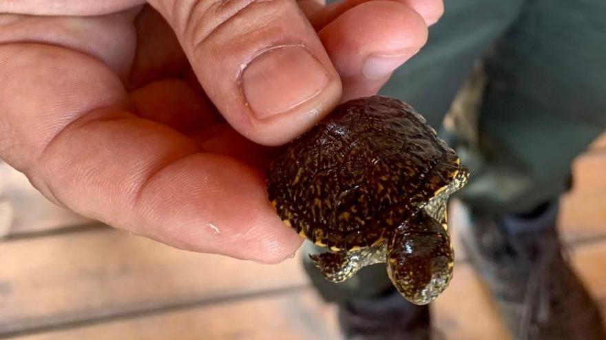 La tortuga reintroducida en l’Albufera se adapta al ecosistema de la Ribera Baixa