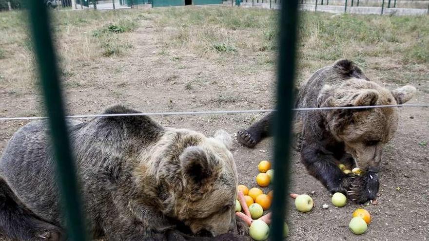 &quot;Paca&quot;, ayer por la mañana, en el cercado, refrescándose en la charca natural.