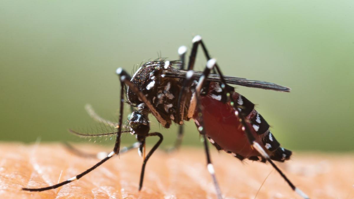 Así luce un ejemplar de mosquito tigre.