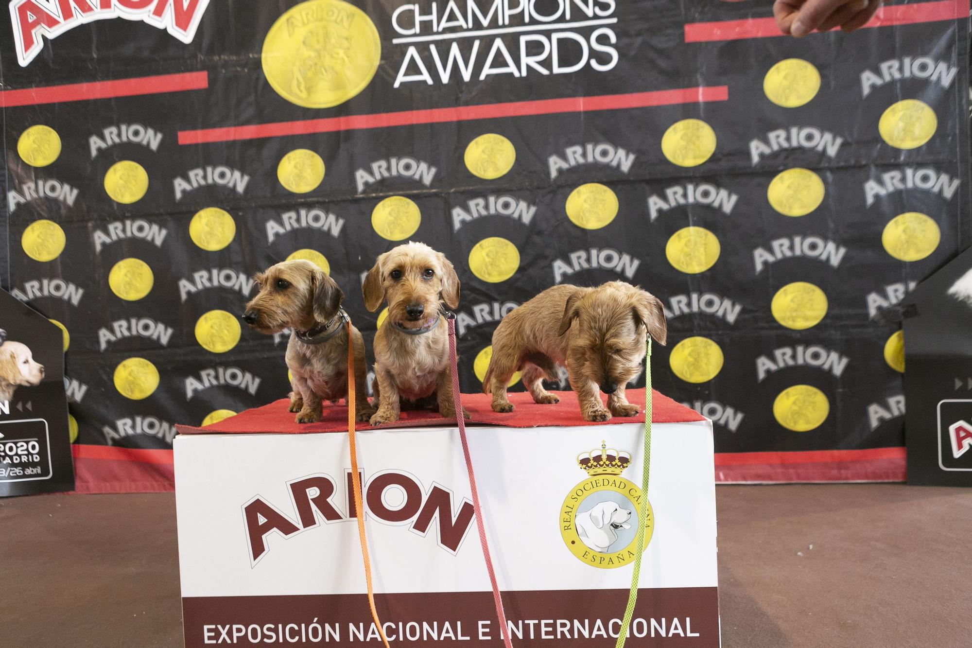 Inauguración del salón asturiano de las mascota.