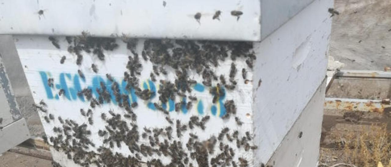 Un sabotaje a los apiarios de Buenavista acaba con la muerte de 750.000 abejas