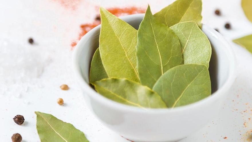 Laurel in a bottle | Reasons to put a bay leaf in a bottle under your bed: It keeps a wide range of creatures at bay