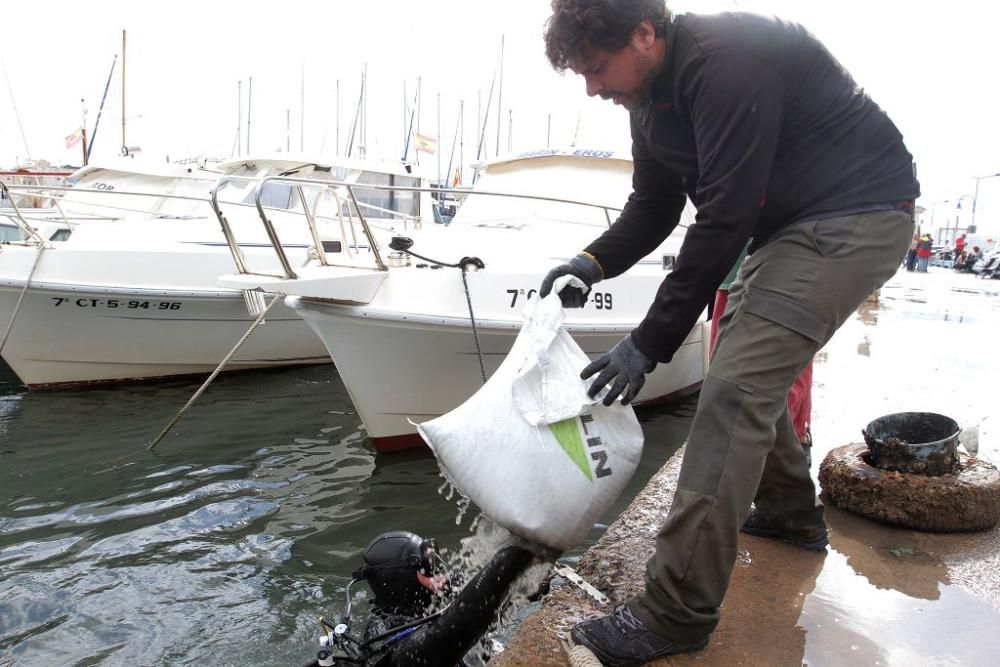 Buceadores limpian la basura del fondo del puerto de Cabo de Palos