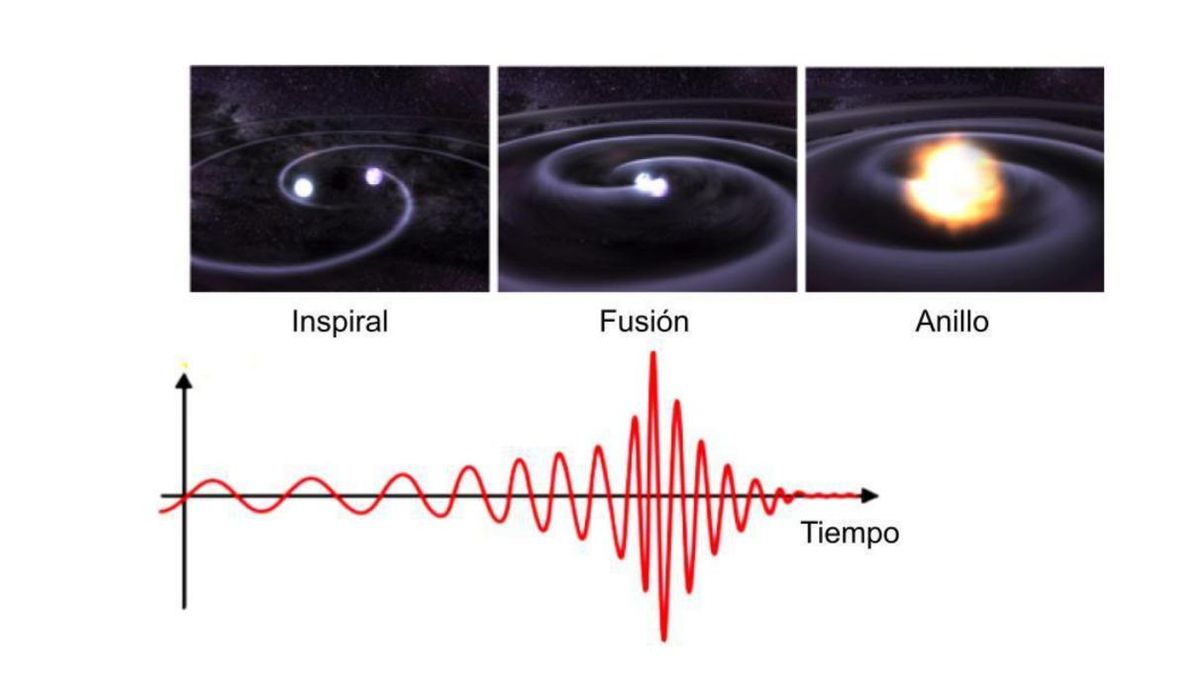 Esquema de la onda gravitatoria. (Arriba) Las tres fases de coalescencia de dos agujeros negros (los dos agujeros negros se enroscan entre sí formando un solo agujero negro): inspiral (movimiento de dos agujeros negros, uno alrededor del otro), la fusión (los agujeros negros se mueven cada vez más rápido y se aproximan hasta que finalmente se fusionan) y el anillo (oscilaciones formadas tras la fusión de los agujeros negros y que se extinguen rápidamente). (Abajo) Cómo una onda gravitatoria emitida por la coalescencia varía con el tiempo.