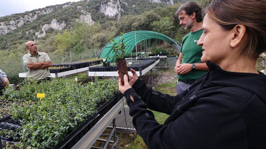 Guardianes de la biodiversidad en la provincia de Alicante: 200.000 plantas al año
