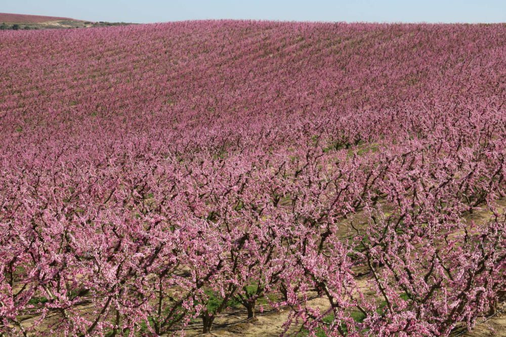 Floració dels camps a Aitona