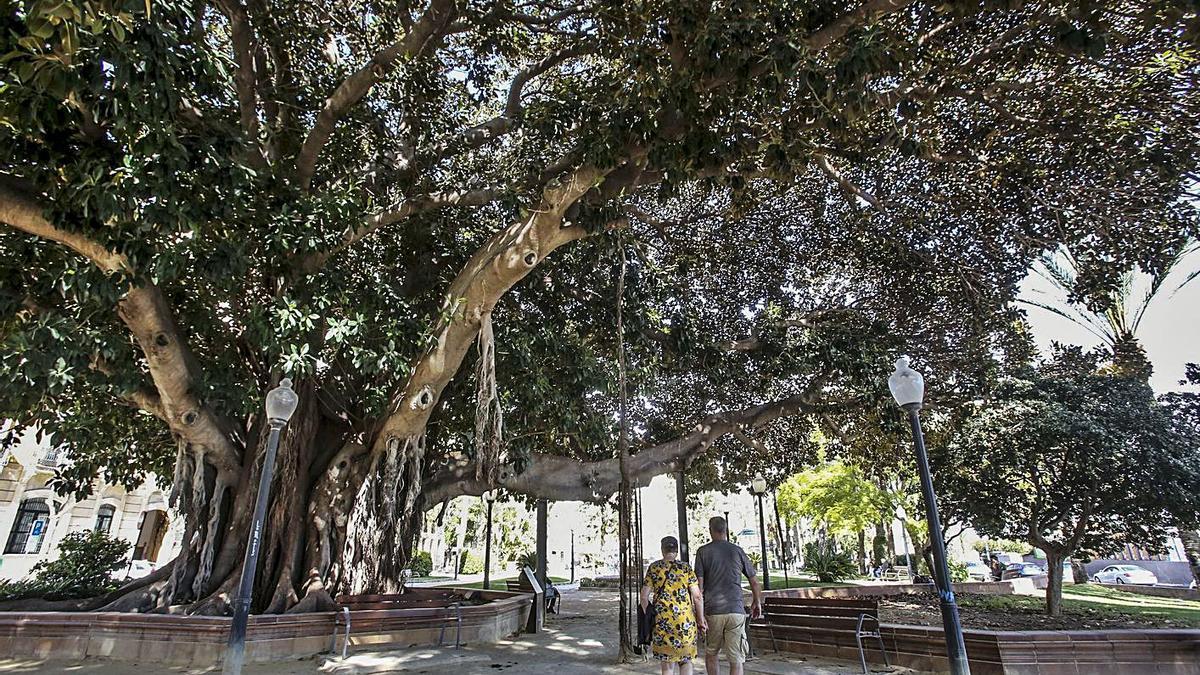 Siete municipios de Alicante, en el primer nivel de espacios verdes urbanos de la UE