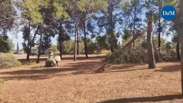 El temporal arrasa la UIB: placas solares volando, cristales rotos, árboles derribados y coches destrozados